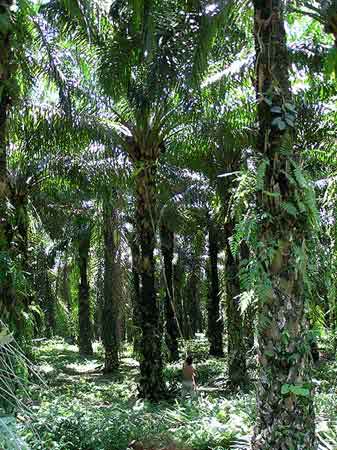 Indonesie Bukit lawang Sumatra et  Orang Outans   