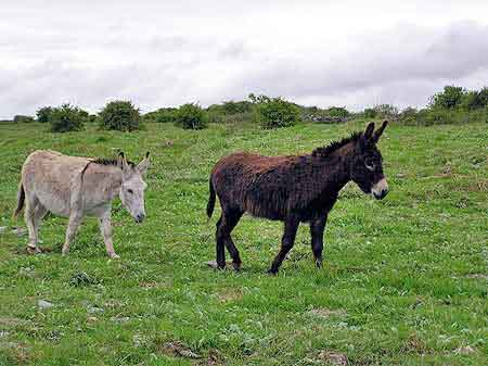 Irlande le plateau des Burren 