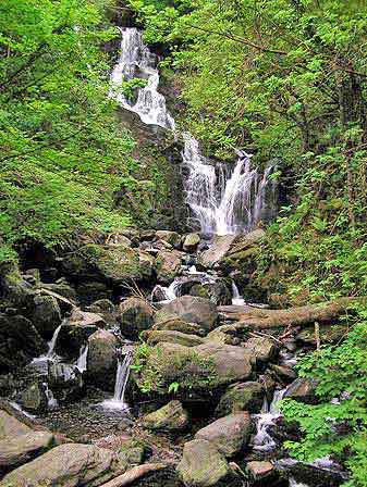 Irlande Killarney National Park 
						Muckross  