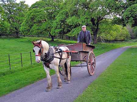 Irlande Killarney National Park 
						Muckross  