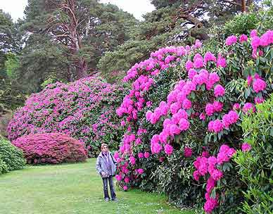 Irlande Killarney National Park 
						Muckross  