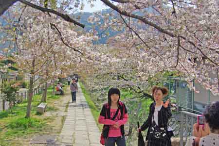 chemin de la philosophie à Kyoto avec cerisier en fleur