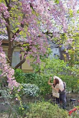 chemin de la philosophie à Kyoto avec cerisier en fleur