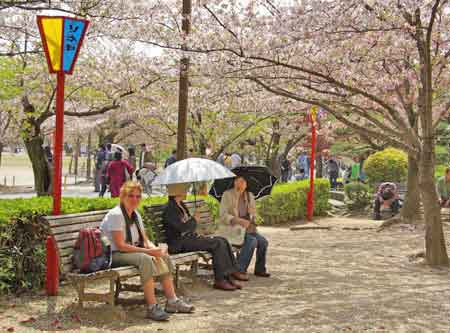Chateau de Himeji - cerisiers en fleurs - Japon