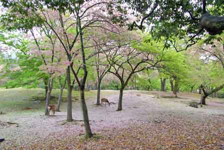 parc aux cerfs de Nara - Japon