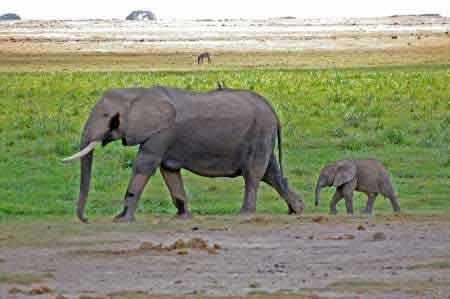 Kenya safari   parc national d'Amboseli 