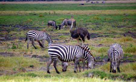 Kenya safari   parc national d'Amboseli 