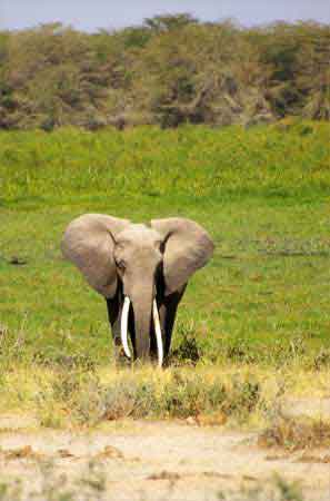 Kenya safari   parc national d'Amboseli 