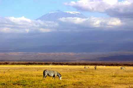 Kenya safari   parc national d'Amboseli 