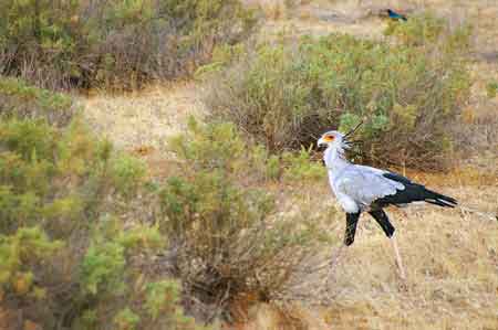 Kenya Samburu aigle secretaire ou serpentaire