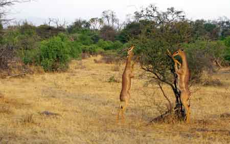 Kenya Samburu gazelles girafes