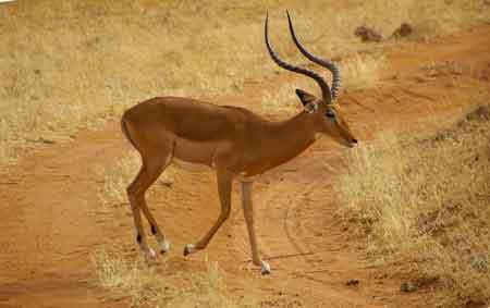 Kenya Samburu gazelles