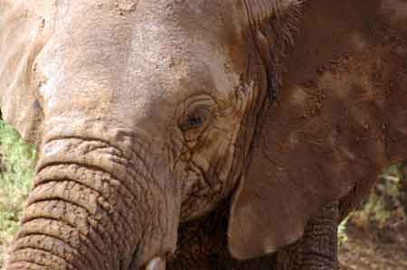 Kenya Samburu elephant