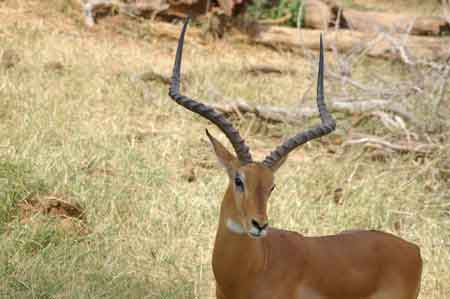 Kenya Samburu gazelles