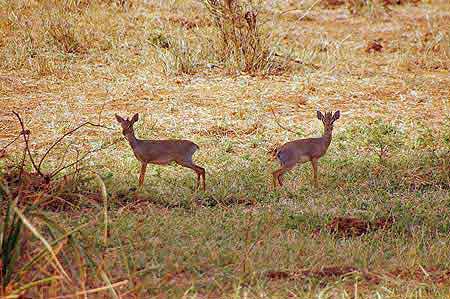 Kenya Samburu gazelles