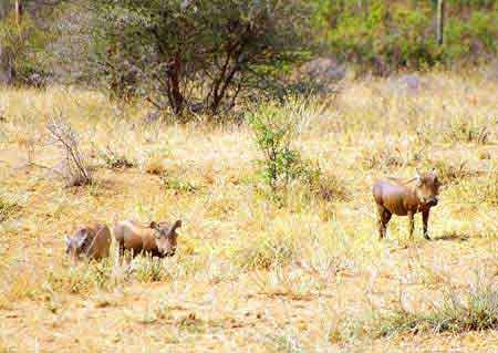 Kenya Samburu elephant