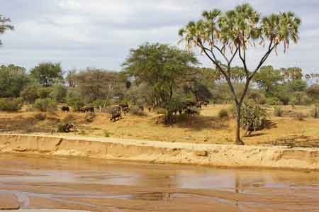 Kanya Safari parc du Samburu