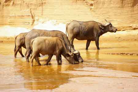 Kanya Safari parc du Samburu