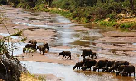 Kanya Safari parc du Samburu