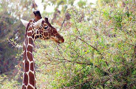 Kanya Safari parc du Samburu