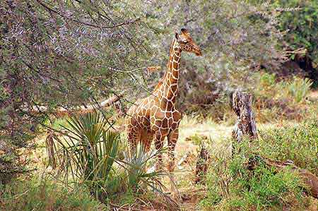 Kanya Safari parc du Samburu