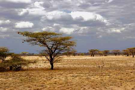 Kanya Safari parc du Samburu