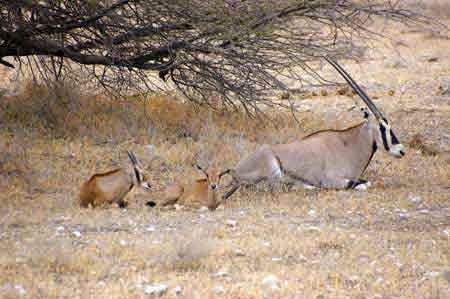 Kenya Parc  Buffalo Springs