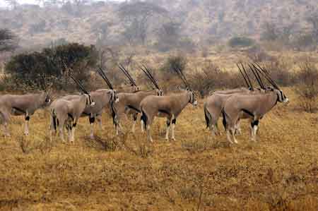 Kenya Parc  Buffalo Springs