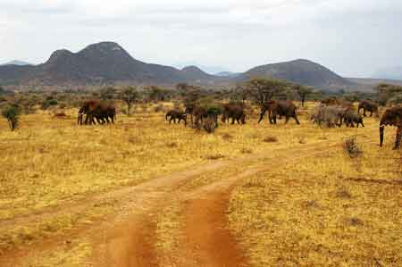 Kenya Parc  Buffalo Springs