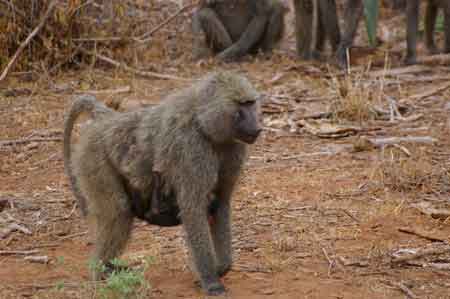 Kanya Safari parc du Samburu