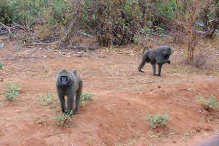 Kanya Safari parc du Samburu