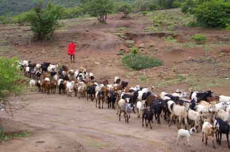 Kenya piste de safari dans le nord