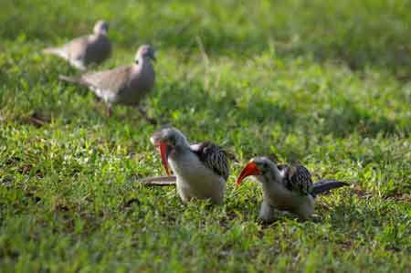 Kenya lac Baringo 