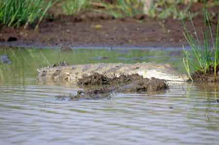 Kenya lac Baringo 