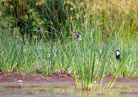 Kenya lac Baringo 