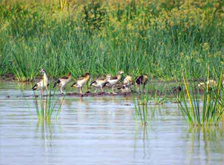 Kenya lac Baringo 