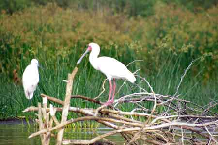 Kenya lac Baringo 