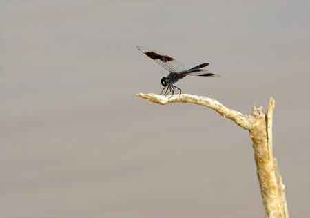 Kenya lac Baringo 