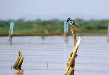 Kenya lac Baringo 