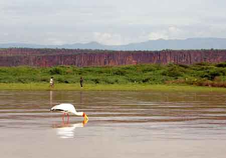 Kenya lac Baringo 