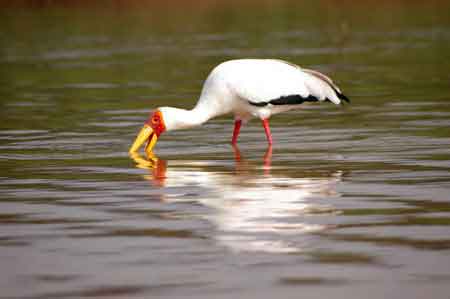 Kenya lac Baringo 