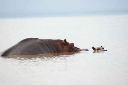 Kenya lac Baringo 