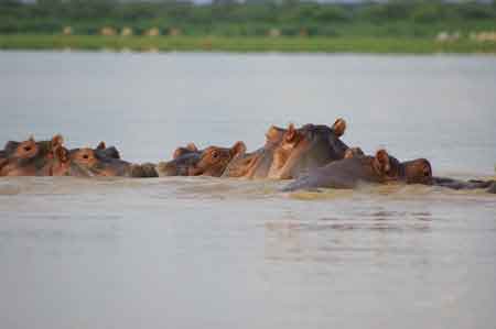 Kenya lac Baringo 