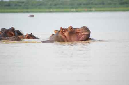 Kenya lac Baringo 