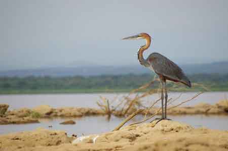 Kenya lac Baringo 