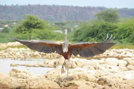 Kenya lac Baringo 