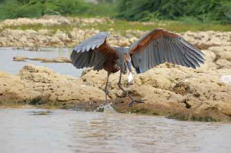 Kenya lac Baringo 