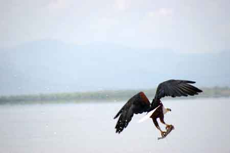 Kenya lac Baringo 