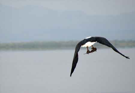 Kenya lac Baringo 