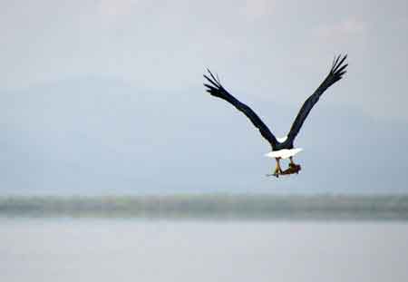 Kenya lac Baringo 